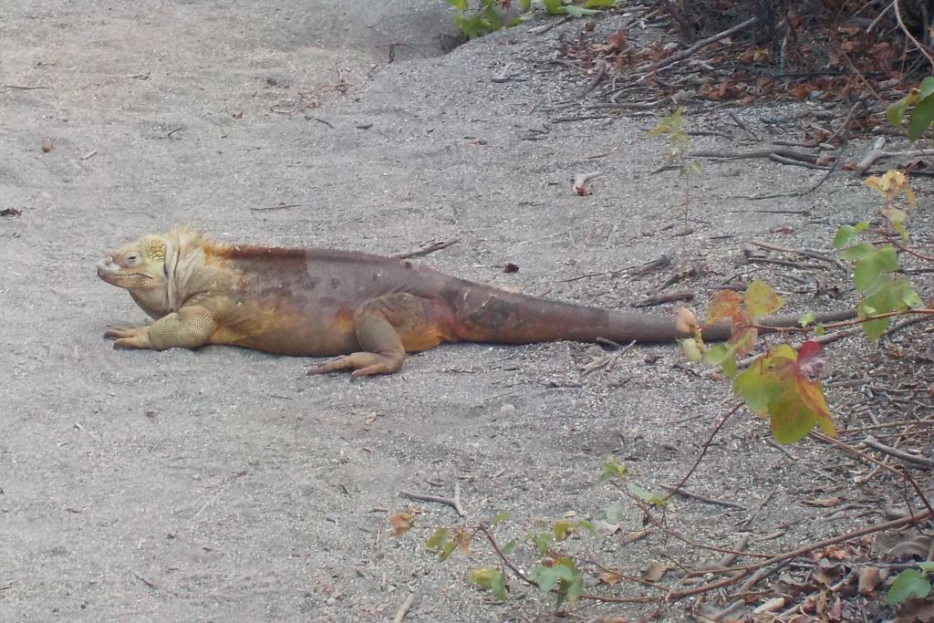 Iguana_DSCN0623
