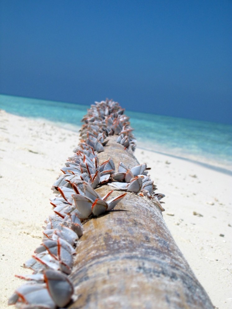 Banco di sabbia.Tronco