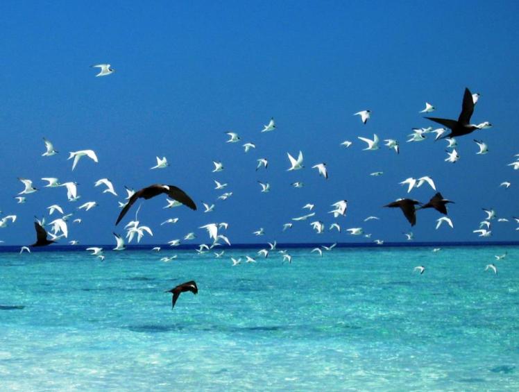 Gabbiani.Bianchi e neri